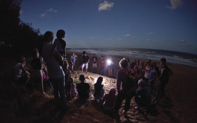 Everything you need to know about Turtle season in Bundaberg