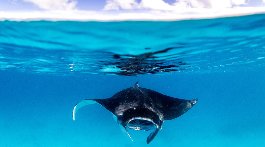 Manta-Ray season is here. See these beauties right at your doorstep!