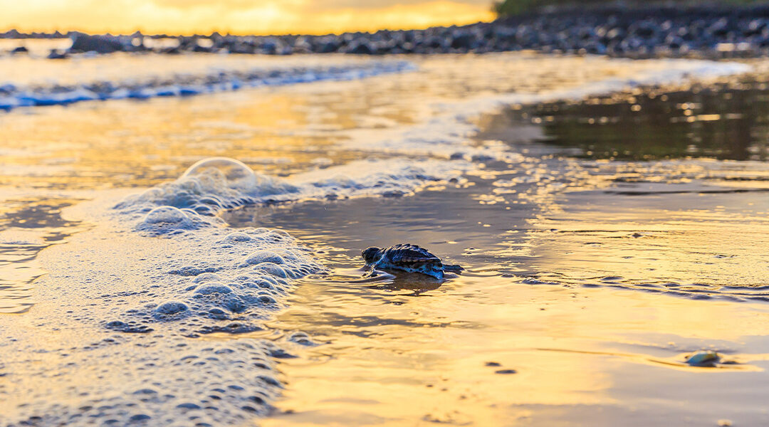 It’s Turtle time. Get your tickets before they are gone!