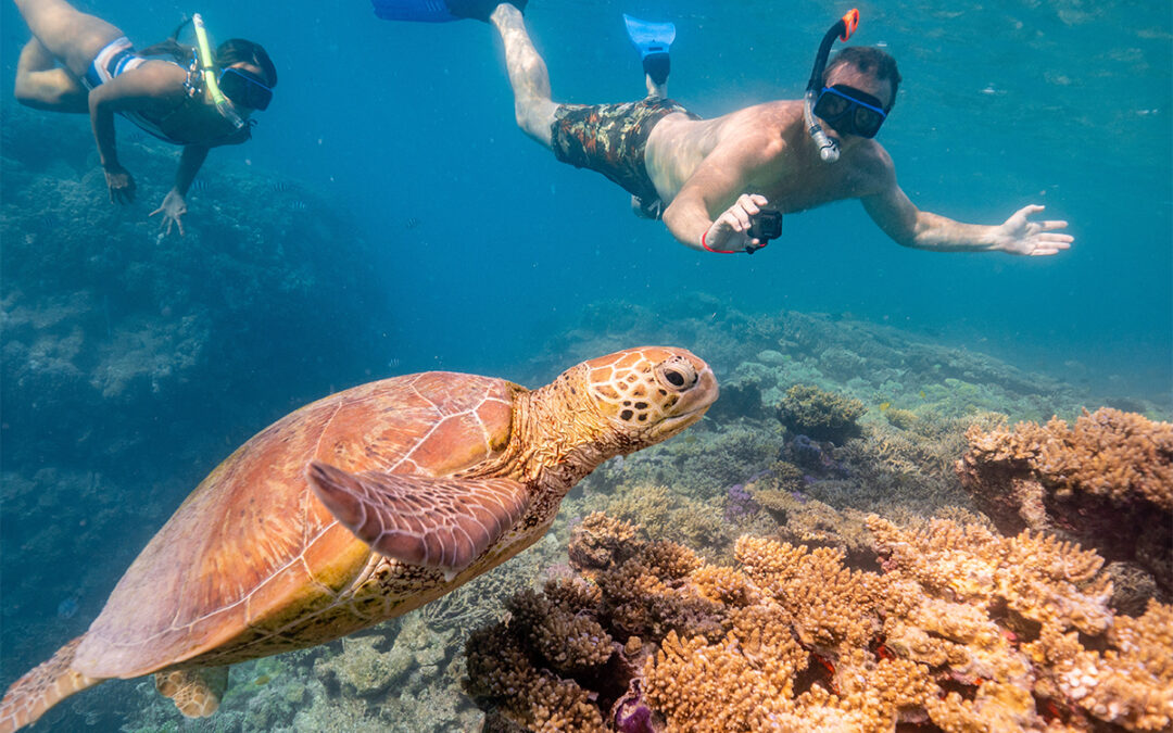 Reef, Beach, Rum and Nature