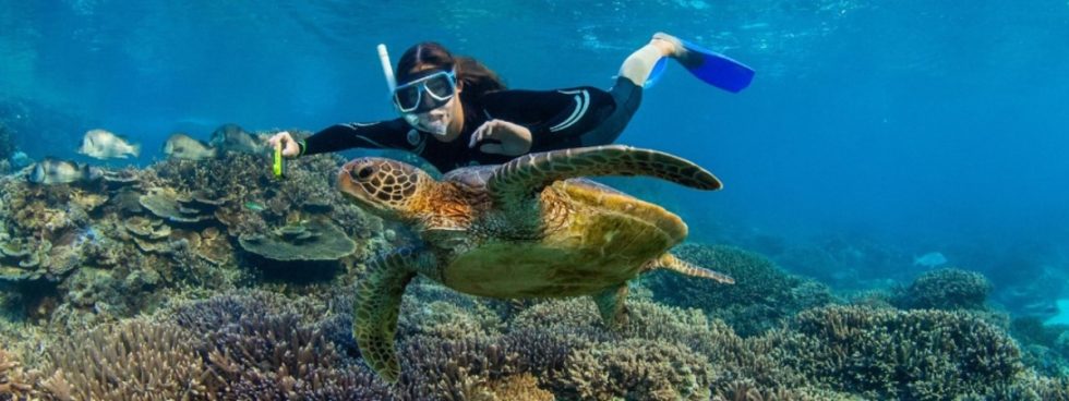 The Ultimate Guide to Snorkelling and Diving Spots - Kellys Beach ...